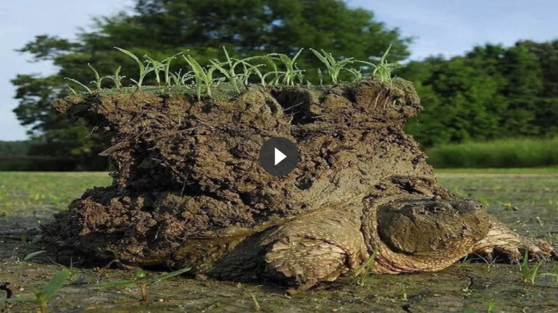 This very popular photo captured by Timothy C. Roth from Task Force Turtle portrays a snapping turtle that emerged after hibernation carrying the “earth” on its back