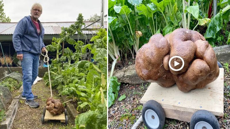 Huge vegetable: a 7.9 kg New Zealand potato may set a world record