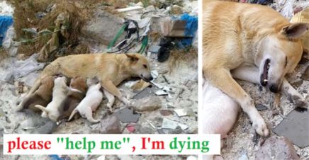 Stray mother dog with her legs were broken, fighting to save her puppies desperate waiting for help