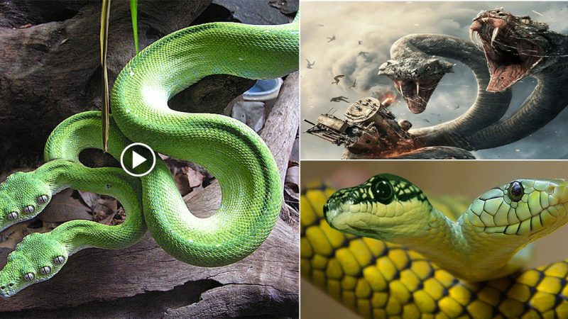 The amazing longevity of two-headed snakes despite the extremely low survival rate