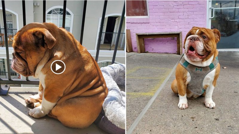 The dog is saddened to see his friends playing outside while he is imprisoned!