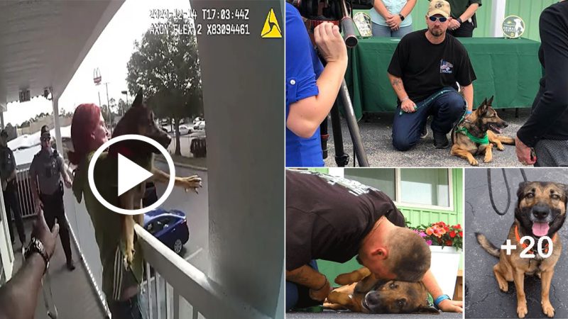 True miracle: Dog thrown from balcony gets new life thanks to vet