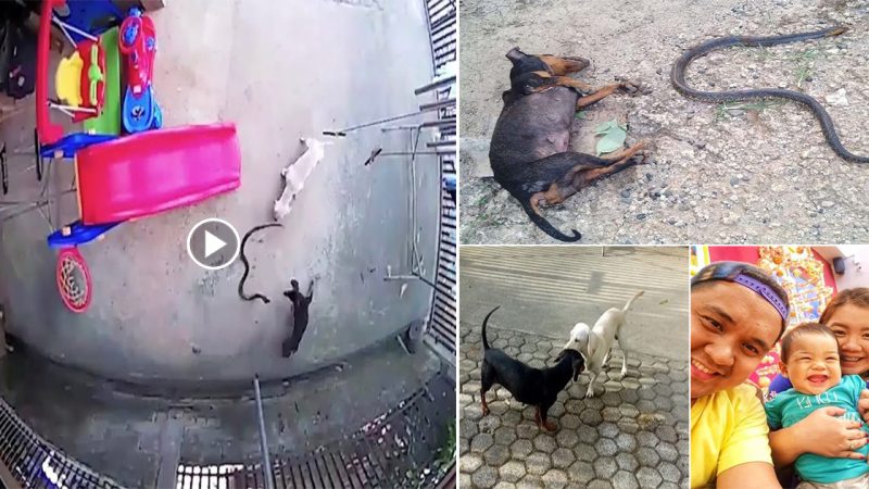 Hero Dogs Sacrifice Themselves To a Killer Cobra in order to save their Owner’s Daughter.