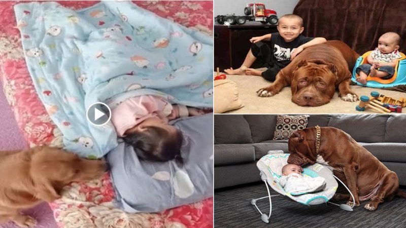 This smart dog knows how to help the family by lulling his little brother and cleaning the house when his parents are away!