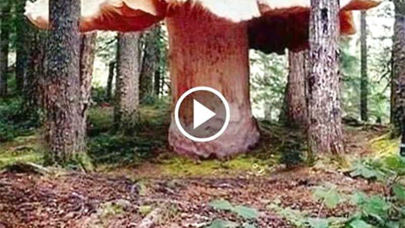 “Massive Mushroom, Weighing Nearly 5 Tons, Discovered and Potentially Ьгeаkѕ World Record as the Largest of Its Kind”