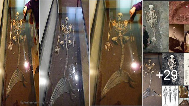 Researchers find a mermaid skeleton in Iceland, solving a centuries-old mystery.