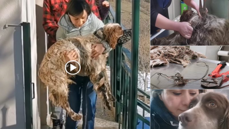 From Heartbreak to Happily Ever After: The Inspiring Story of Maximos, the Setter Rescued from a Wire