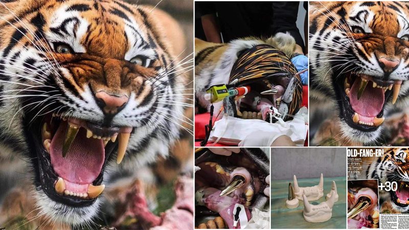 This tiger was given a giant gold implant after cracking her own tooth