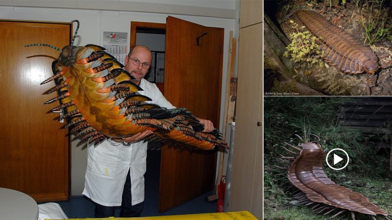 Terrifying giant centipedes 2.7 meters long discovered 310 million years ago named “Arthropleura”