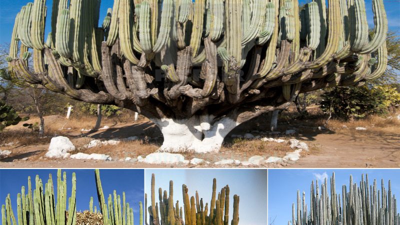 The beauty of a giant cactus with a crown like a giant hundred-year-old candle in Oaxaca