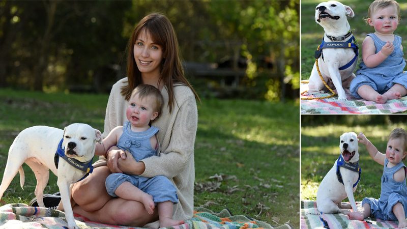 It’s great! A bub’s best friend: The heartwarming bond between a beautiful little girl born with only one агm and her three-legged puppy