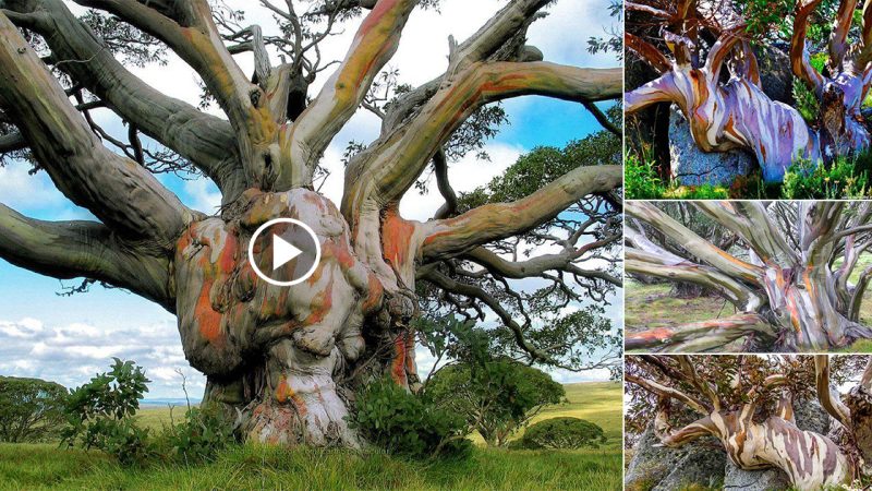 Discover the Elegance of the Old-Growth Snow Gum Tree (Eucalyptus pauciflora)