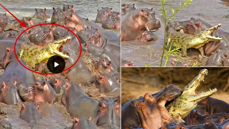 Dozens of hippos attack a crocodile that is hungry