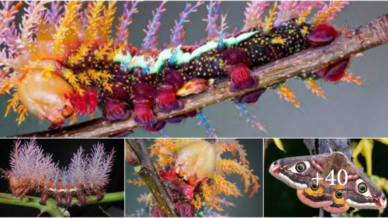 The Saturniidae Moths’ Breathtaking Metamorphosis