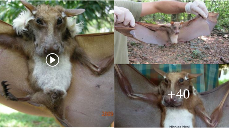 Netizens gasped when they caught sight of a strange bat with a dog-like face