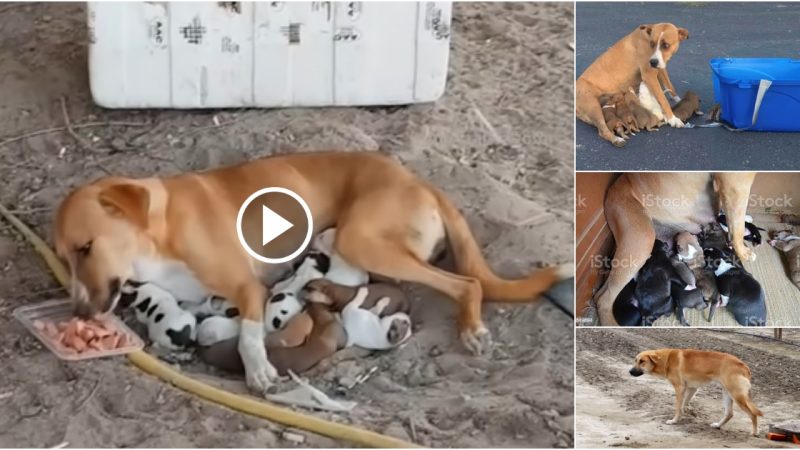 Touching homeless mother dog wandering around begging for food to feed her 8 children