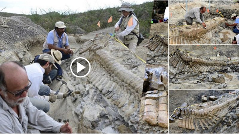 Dinosaur Tail Unearthed In Mexico’S Arid Wilderness By Archaeologists.