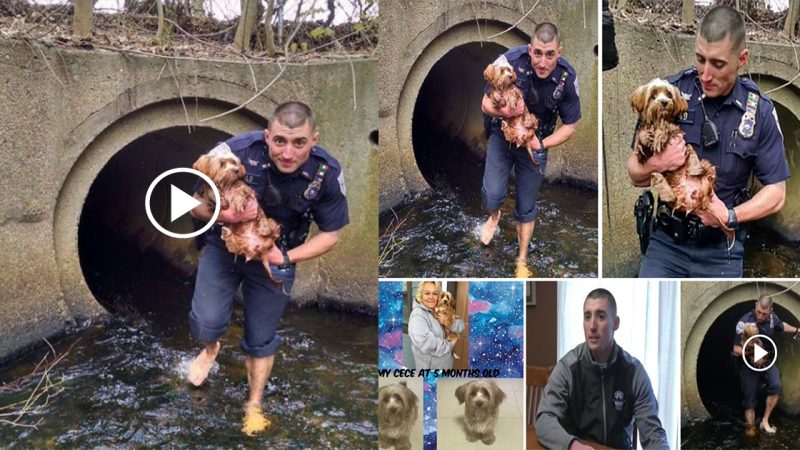 Cop ditches socks and shoes to rescue terrified dog hidden in dark tunnel.