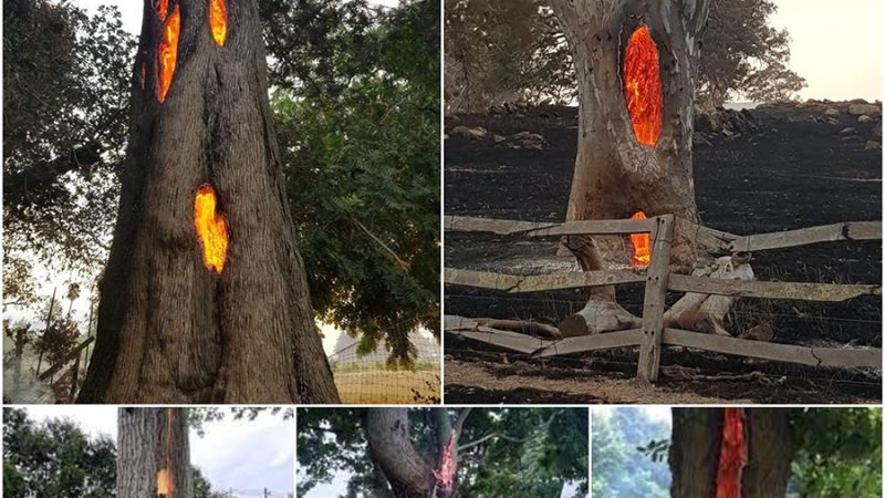 Hollow tree burning from the inside out after being struck by lightning.