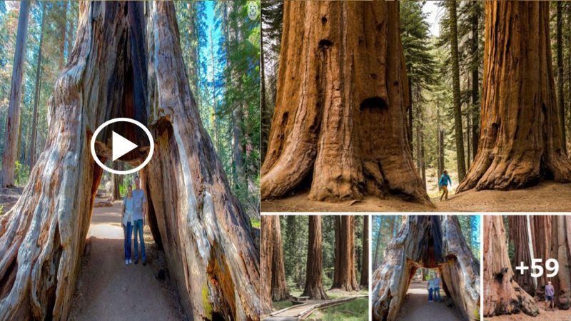 Magnificent giant sequoias, the largest living creatures on the planet