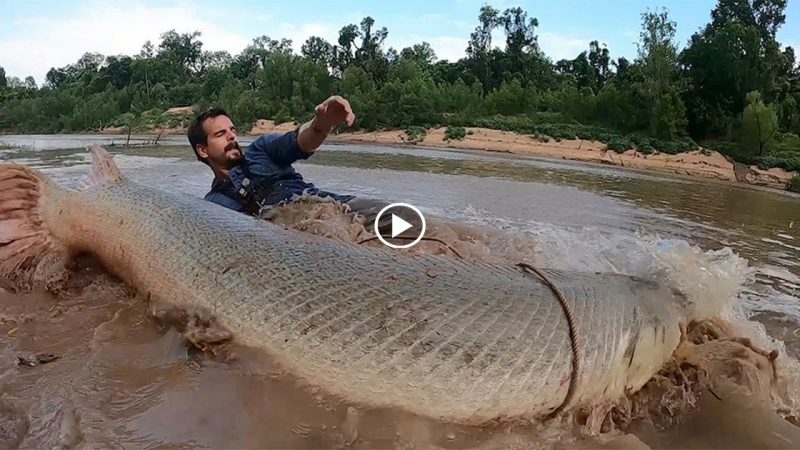 A large fish measuring 90 meters was surprisingly captured in the United States.