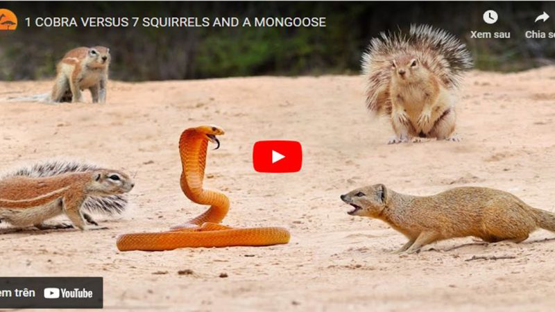 Cobra is bullied by squirrels and mongooses.(With Video)