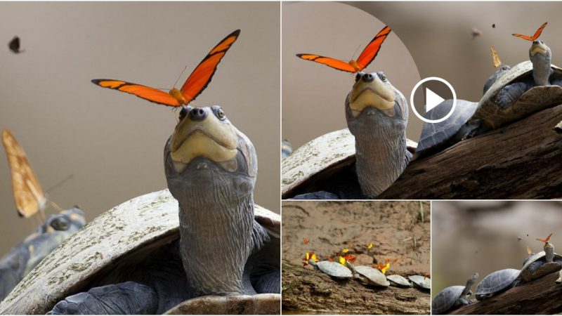 A once-in-a-lifetime shot depicts butterflies drinking turtle tears.