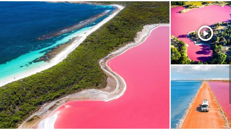 Discover 88+ about pink lake australia cool