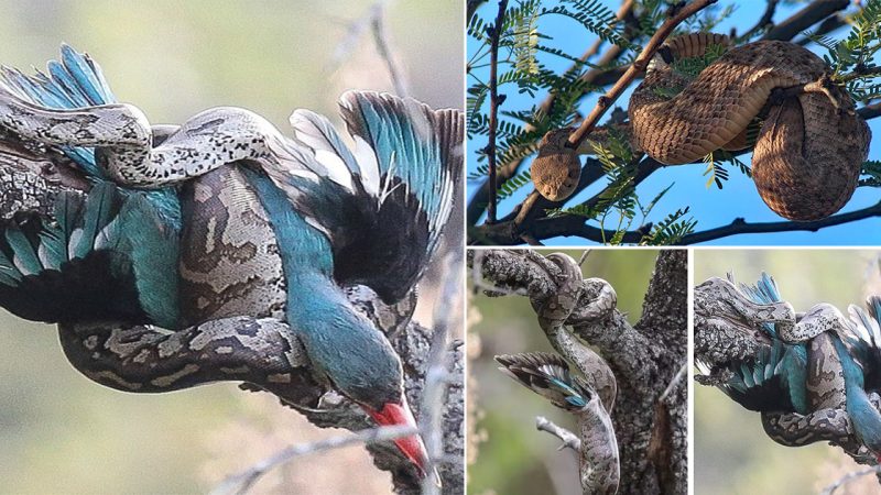 The bird was entangled by a snake right on a tall tree