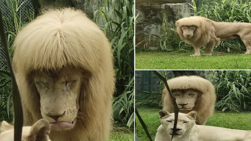 Lion in China zoo goes viral for fringe, zookeepers deny giving it haircut