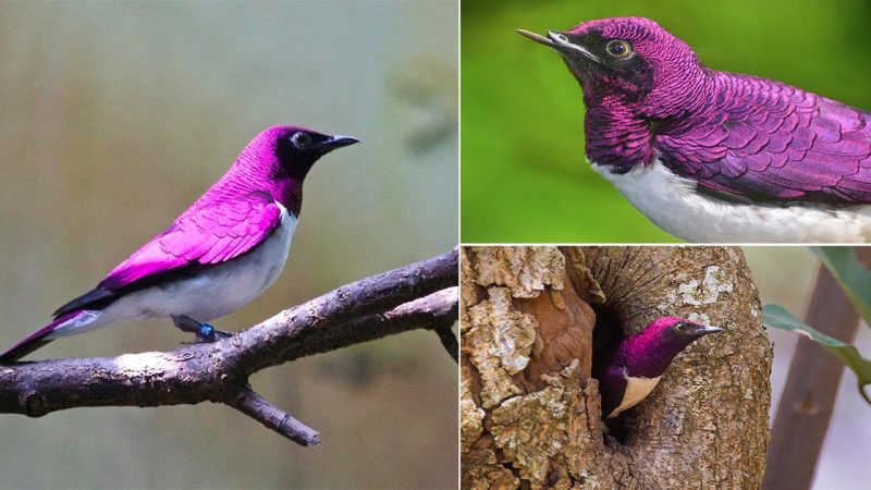 The beautiful violet-backed starling is endemic to sub-Saharan Africa.