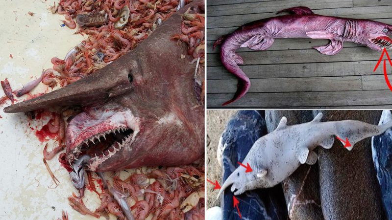 Rare ‘alien of the deep’ goblin shark found in Australia