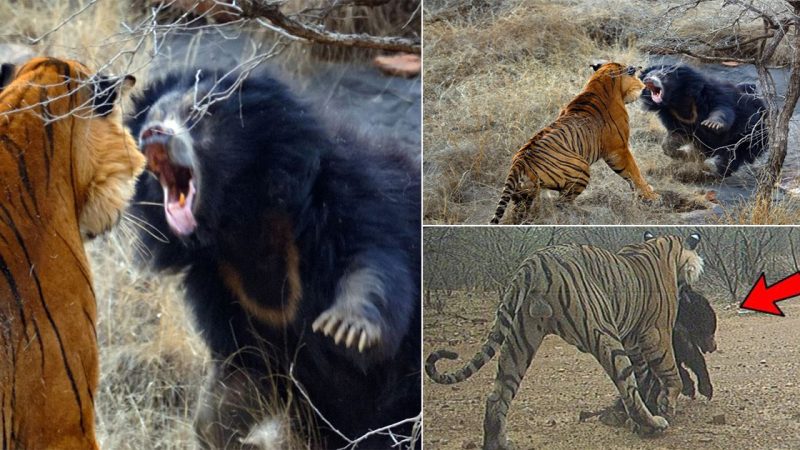 Mother Bear Fights Tiger to Save Her Cub in Dramatic