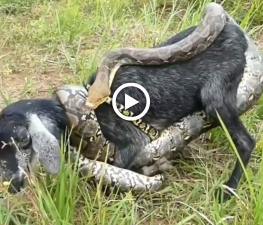 Giant python trying to swallow baby