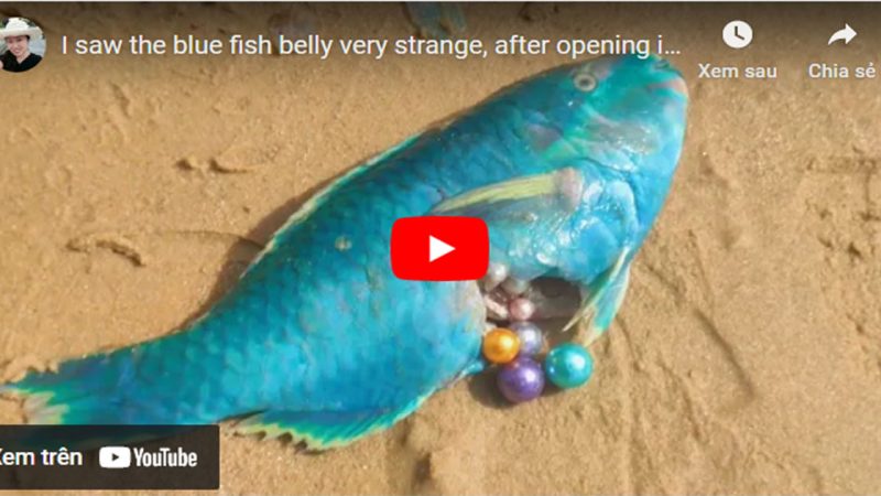 Rare Blue Pearls Found Inside Unusual Fish Belly (VIDEO)