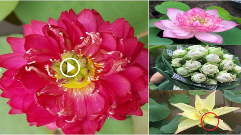 More than 30 beautiful lotus varieties will bloom at the Dong Thap Lotus Festival