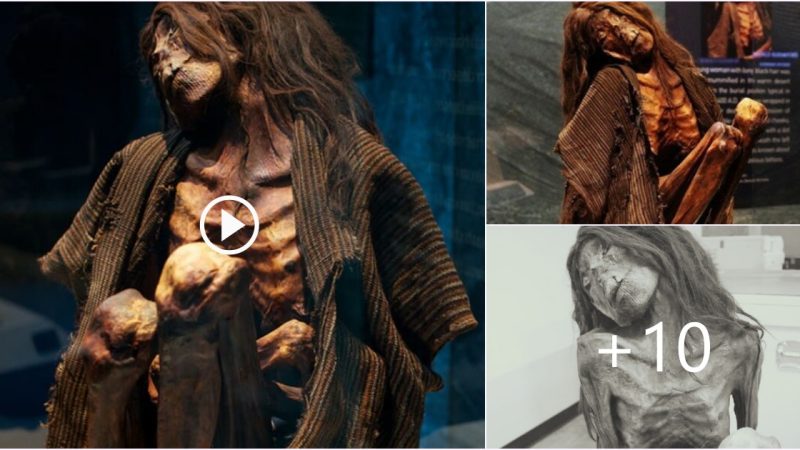 “The female mummy of the Lippisches Landesmuseum Detmold ” The mummy is not just pharaohs wrapped in bad bandages.