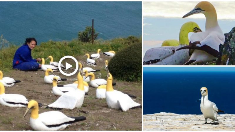 The story of the loneliest bird in the world: Spending his life in love with a block of concrete because he did not have any friends by his side