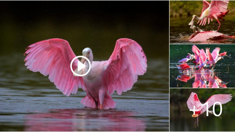 The unique beauty of pink Roseate spoonbills in the wild at Florida’s southern tip