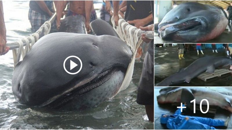 Japanese fishermen were shocked when they discovered a giant deep-sea monster during their trip to sea (Video)