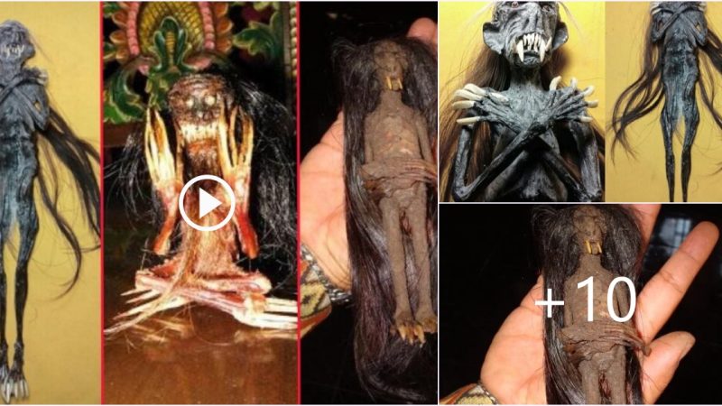 Scientists Found Half Human And Half Animals Mummy With Long Hair, Height Less Than 12cm