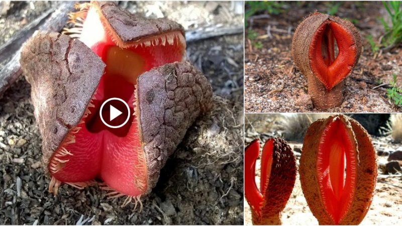 Avoid the world’s stinkiest African Hydnora flower if you come across it.(Video)