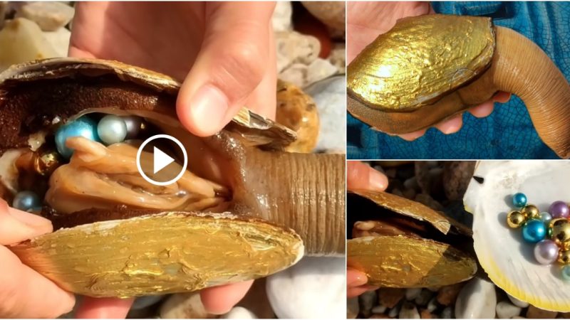 A new turning point in the aquatic world: Mutant golden tap snails get rare pearls (VIDEO)