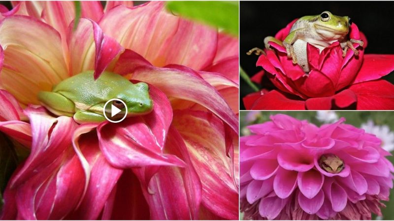 When a woman realizes her flowers have turned into a frog motel, she becomes terrified.