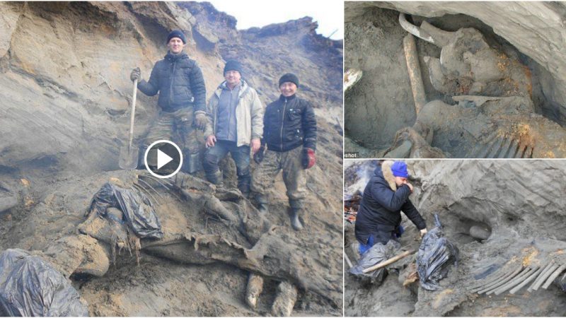 A little youngster unearths a 30,000-year-old mammoth corpse, revealing a piece of history.