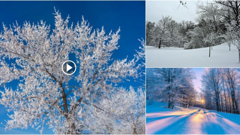 “Captivating Beauty: The Intricate and Unique World of Snowflakes”