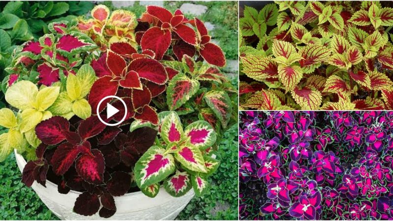 Easy technique to cultivate multicolored coleus plants at home