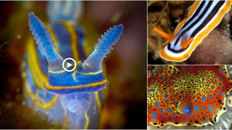 Nudibranchs in Cabo Frio they are also threatened by human activities such as overfishing, pollution, and habitat destruction