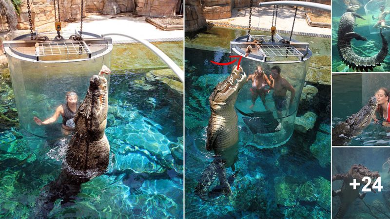 Tourists pay £103 for a close-up with a 16 FOOT man-eating crocodile – and there’s just a thin plastic barrier protecting them