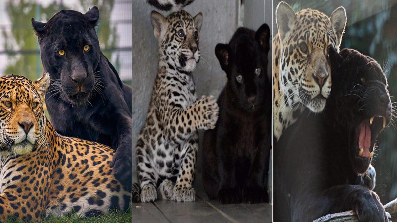 Grown together since birth, the black panther and the jaguar are now inseparable